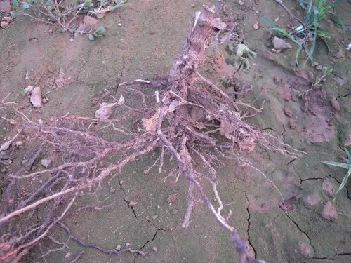 土壤调理剂|土狼土壤调理剂|地姆灵土壤调理剂|中环科技