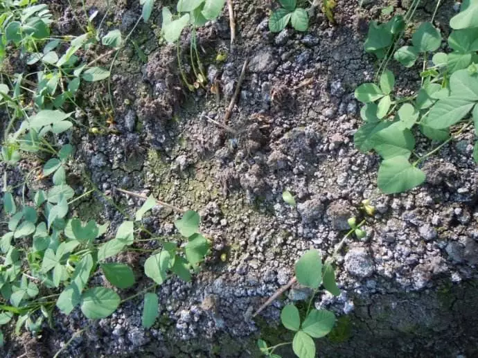 土壤调理剂|土狼土壤调理剂|地姆灵土壤调理剂|中环科技
