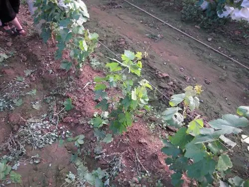 土壤调理剂|土狼土壤调理剂|地姆灵土壤调理剂|中环科技