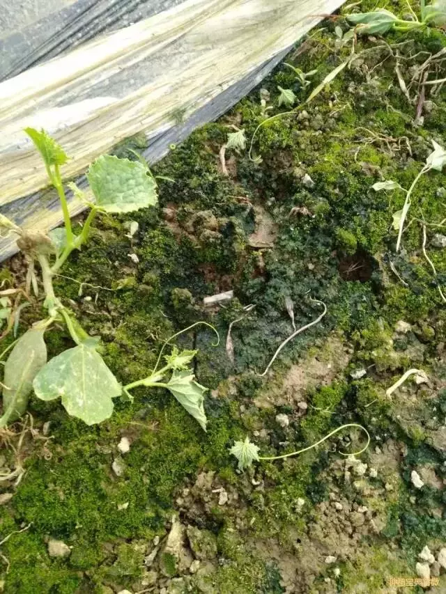 土壤调理剂|土狼土壤调理剂|地姆灵土壤调理剂|中环科技