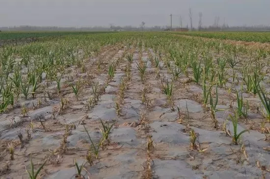 土壤调理剂|土狼土壤调理剂|地姆灵土壤调理剂|中环科技