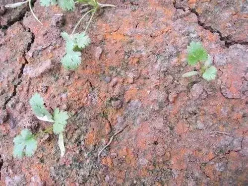 土壤调理剂|土狼土壤调理剂|地姆灵土壤调理剂|中环科技
