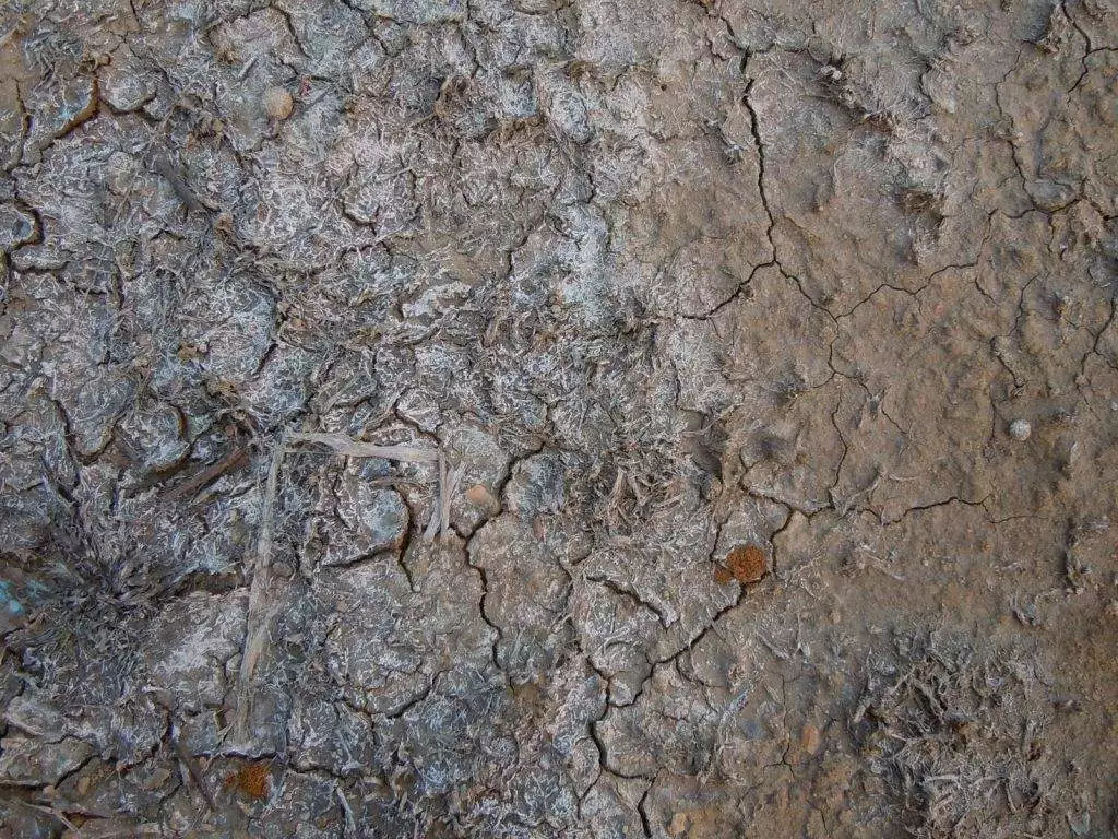 土壤调理剂|土狼土壤调理剂|地姆灵土壤调理剂|中环科技