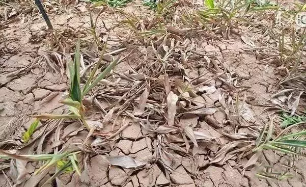 土壤调理剂|土狼土壤调理剂|地姆灵土壤调理剂|中环科技