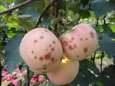 土壤调理剂|土狼土壤调理剂|地姆灵土壤调理剂|中环科技